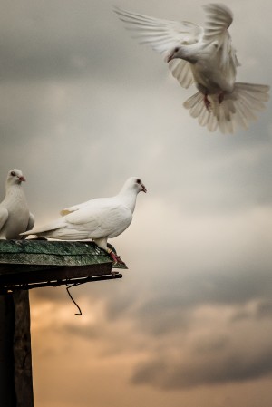 Landing