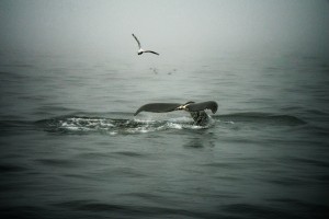 Whale Watching NS