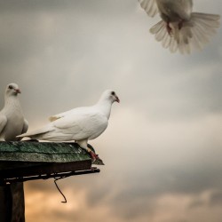 Landing