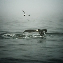 Whale Watching NS