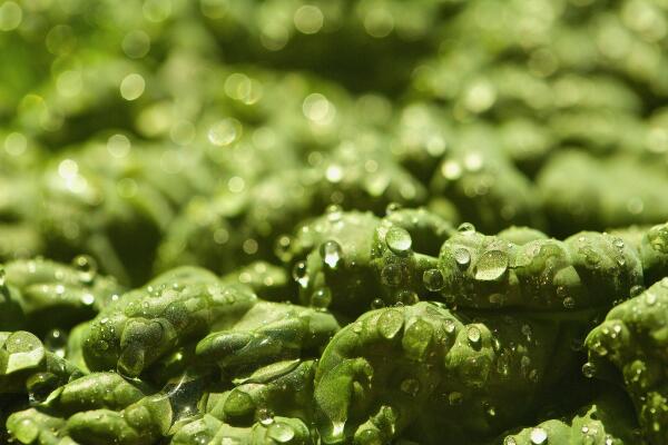 Verdant by SteveF
