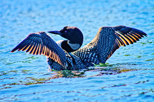 Loon 24 x 16  canvas