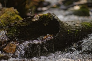 Hollow Log by Split Imagery