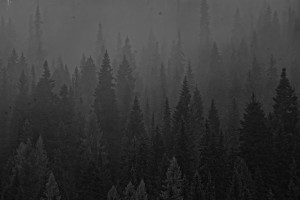 Pines in the Mist by Split Imagery