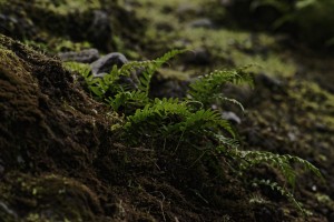  DSC7082smallerbutbigger by Split Imagery