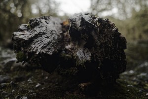  DSC7102smallerbutbigger by Split Imagery