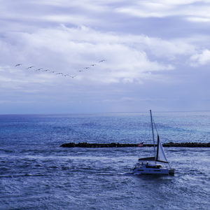 Of Pelicans and Catamarans SQUARE  Singer Island Florida