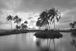 The Black and White Collection 115 for the Rare Masters Series Limited Patron Edition Printing of 50