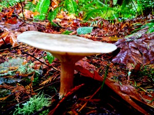 Tiny World 4 of 8 - Mushrooms and Fungi