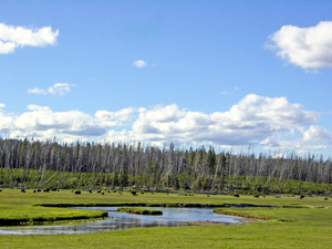 Vintage One Day at Yellowstone National Park in Wyoming 4 of 4