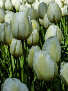 Beautiful Spring Tulips from Keukenhof in Holland Long Exposure 11 of 17