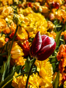 Beautiful Spring Tulips from Keukenhof in Holland Long Exposure 13 of 17