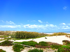 Flowers Bloom in the Sand Dunes - Coastal Portugal