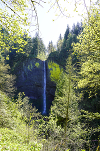 Eagle Soars by the Hidden Waterfall