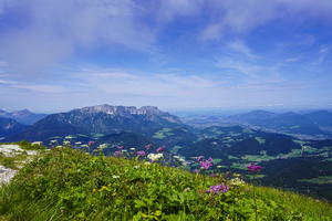 Flowers on Top of the World at Mount Kehlstein in Berchtesgaden in Bavaria Germany