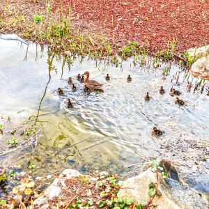 Spring Ducklings