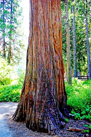 The Tree