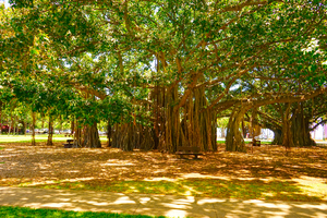 Vintage Waikiki Snapshot in Time 4 of 4