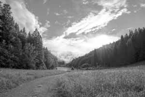BW Dewdrops in the Wild Flower Fields and Misty Mountains  Lake Riessersee and the mountains of the southern Ammergauer Alps Near Garmisch in Germany