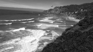 BW Eagles Flying Along the Coast