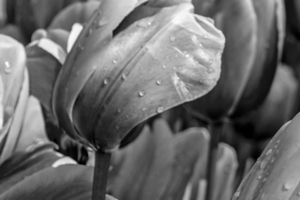 BW Extreme Closeup Tulips of the Netherlands 104 in the Art in Flowers Special Collection of William Robert Stanek for the Dutch Tulip Mania Series