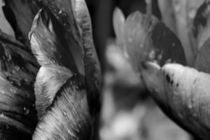 BW Extreme Closeup Tulips of the Netherlands 140 in the Art in Flowers Special Collection of William Robert Stanek for the Dutch Tulip Mania Series