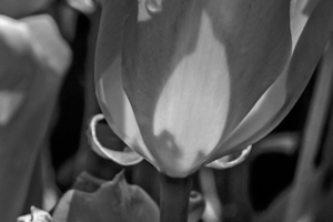 BW Extreme Closeup Tulips of the Netherlands 141 in the Art in Flowers Special Collection of William Robert Stanek for the Dutch Tulip Mania Series