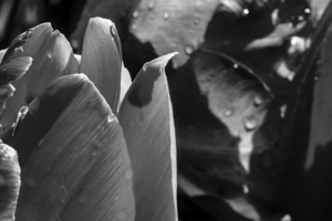 BW Extreme Closeup Tulips of the Netherlands 147 in the Art in Flowers Special Collection of William Robert Stanek for the Dutch Tulip Mania Series