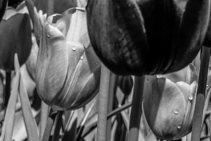 BW Extreme Closeup Tulips of the Netherlands 149 in the Art in Flowers Special Collection of William Robert Stanek for the Dutch Tulip Mania Series