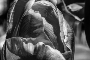 BW Extreme Closeup Tulips of the Netherlands 155 in the Art in Flowers Special Collection of William Robert Stanek for the Dutch Tulip Mania Series
