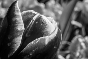 BW Extreme Closeup Tulips of the Netherlands 28 in the Art in Flowers Special Collection of William Robert Stanek for the Dutch Tulip Mania Series