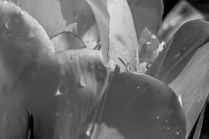 BW Extreme Closeup Tulips of the Netherlands 39 in the Art in Flowers Special Collection of William Robert Stanek for the Dutch Tulip Mania Series