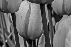BW Extreme Closeup Tulips of the Netherlands 48 in the Art in Flowers Special Collection of William Robert Stanek for the Dutch Tulip Mania Series