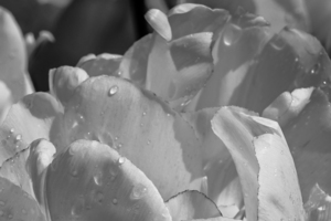 BW Extreme Closeup Tulips of the Netherlands 65 in the Art in Flowers Special Collection of William Robert Stanek for the Dutch Tulip Mania Series