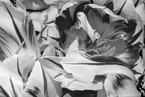 BW Extreme Closeup Tulips of the Netherlands 88 in the Art in Flowers Special Collection of William Robert Stanek for the Dutch Tulip Mania Series