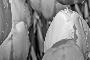 BW Extreme Closeup Tulips of the Netherlands 99 in the Art in Flowers Special Collection of William Robert Stanek for the Dutch Tulip Mania Series