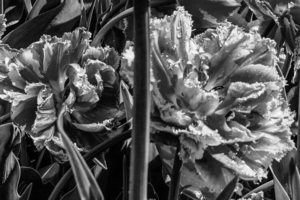 BW Extreme Closeup Tulips of the Netherlands  7 in the Art in Flowers Special Collection of William Robert Stanek for the Dutch Tulip Mania Series
