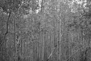 BW New Growth - Colorado