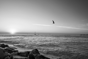 BW Sailing Off into the Sunrise 2 of 2    The Sailfish Tournament and Derby Collection Singer Island West Palm Beach Florida