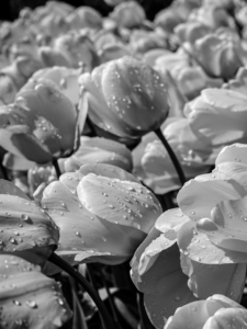 BW Spring Tulips After the Rain Long Exposure 16 of 16 Keukenhof Netherlands