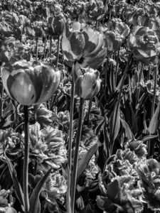 BW Spring Tulips from Keukenhof in the Netherlands Long Exposure 13 of 23