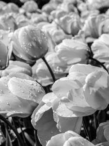 BW Spring Tulips from Keukenhof in the Netherlands Long Exposure 20 of 23