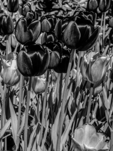 BW Spring Tulips from Keukenhof in the Netherlands Long Exposure 21 of 23
