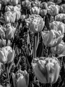 BW Spring Tulips from Keukenhof in the Netherlands Long Exposure 8 of 23