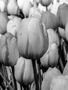 BW Super Closeup Spring Tulip Flowers from Keukenhof in the Netherlands 13 of 36
