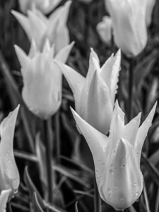 BW Super Closeup Spring Tulip Flowers from Keukenhof in the Netherlands 16 of 36