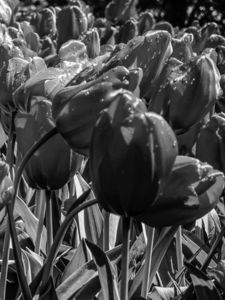 BW Super Closeup Spring Tulip Flowers from Keukenhof in the Netherlands 30 of 36
