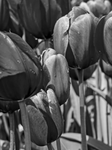 BW Super Closeup Spring Tulip Flowers from Keukenhof in the Netherlands 37