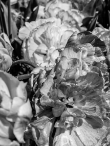 BW Super Closeup Spring Tulip Flowers from Keukenhof in the Netherlands 5 of 36