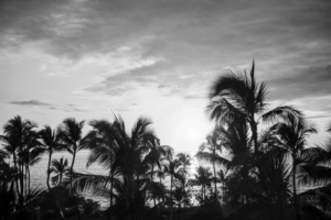 BW Through the Palms Tropical Sunset